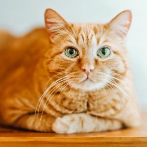 Image of an Orange Tabby Cat