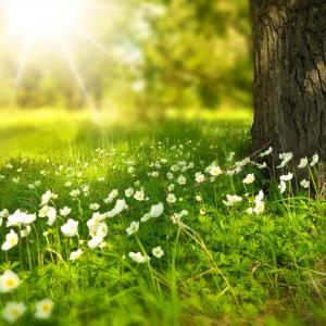 Photo of sun, grass, and flowers