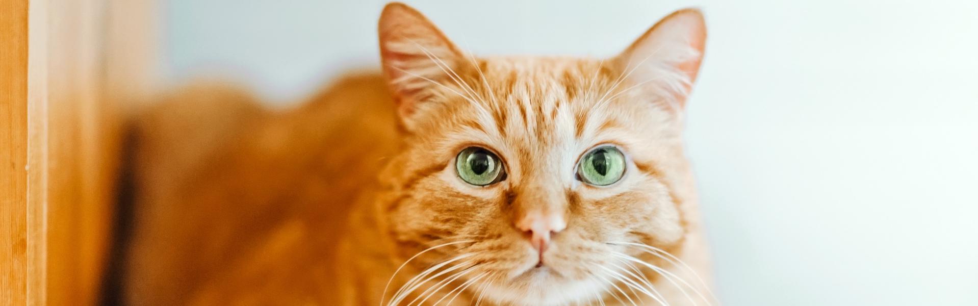 Image of an Orange Tabby Cat